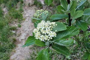 Sorbus aria (1) (1200 x 800)4